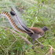 Imagen para el artículo titulado Lo más raro que verás hoy es este pájaro de un zoo de Australia imitando a la perfección el llanto de un bebé humano